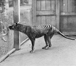 Thylacine