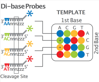 <span class="mw-page-title-main">2 base encoding</span>