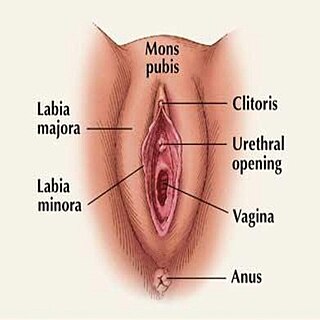 <span class="mw-page-title-main">Vaginectomy</span> Surgical removal of the vagina