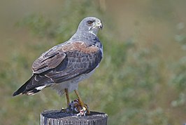 Witstaartbuizerd