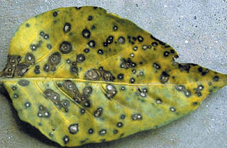 <span class="mw-page-title-main">Leaf spot</span> Type of area of a leaf