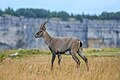 87 094 Wild female Alpine Ibex at Creux du Van Photo by Giles Laurent uploaded by Giles Laurent, nominated by Giles Laurent,  19,  0,  0