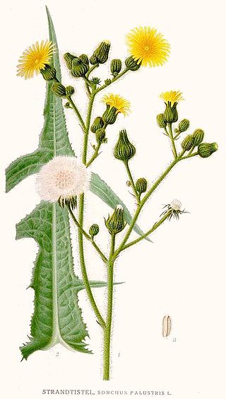 <i>Sonchus palustris</i> Species of flowering plant