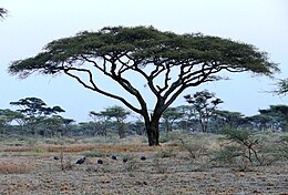 Akácia (Acacia tortilis) a trópusi szavannán