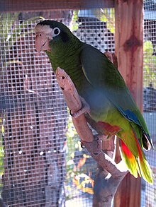 Amazona ventralis -captive-8a.jpg