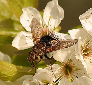 <i>Archytas apicifer</i> Species of fly