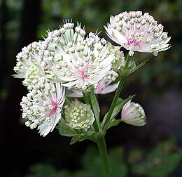 Nagy völgycsillag (Astrantia major)