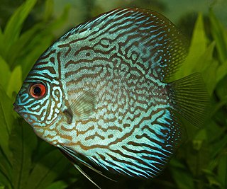 <span class="mw-page-title-main">Discus (fish)</span> Genus of fishes