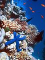 Image 48Biodiversity of a coral reef. Corals adapt and modify their environment by forming calcium carbonate skeletons. This provides growing conditions for future generations and forms a habitat for many other species. (from Environmental science)