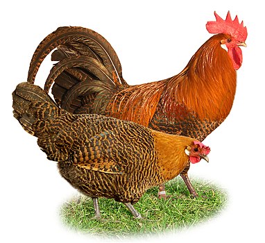 Домаће кокошке (Gallus gallus domesticus)