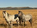 gray horses can also gray out in an even manner.