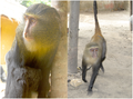 March 15: Cercopithecus lomamiensis.