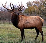 Cervus canadensis