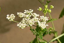 Chaerophyllum temulum blossom.jpg