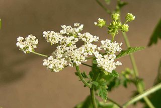 <i>Chaerophyllum</i> Genus of flowering plants