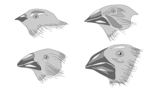 <span class="mw-page-title-main">Character displacement</span>