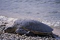 Yeşil kaplumbağa (Chelonia mydas)