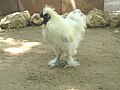 The zoo featured free roaming animals, such as this chicken