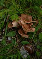 Clitocybe sinopica