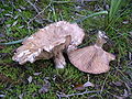 Clitocybe alexandri