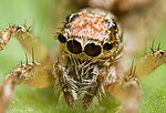 Jumping Spider