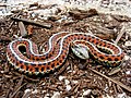 Image 18The garter snake has been studied for sexual selection. (from Snake)