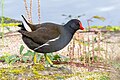 138 Common Moorhen 2023 11 11 03 uploaded by Alexis Lours, nominated by Alexis Lours,  13,  2,  0