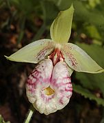 Cypripedium japonicum