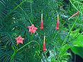 Flowers and foliage