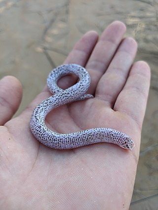 <span class="mw-page-title-main">Zarudny's worm lizard</span> Species of lizard