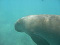 Dugong aff Abu Dabab strand