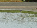 Küstenreiher Western Reef Heron