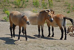 Prževalskio arklys (Equus ferus przewalskii)