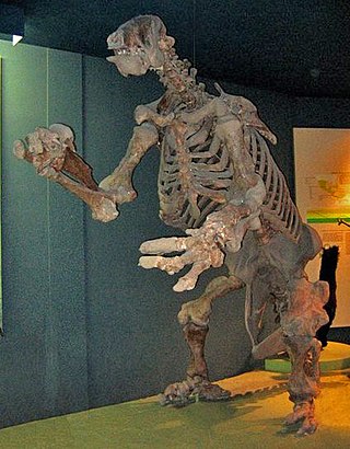 <span class="mw-page-title-main">Megatheriidae</span> Extinct family of ground sloths