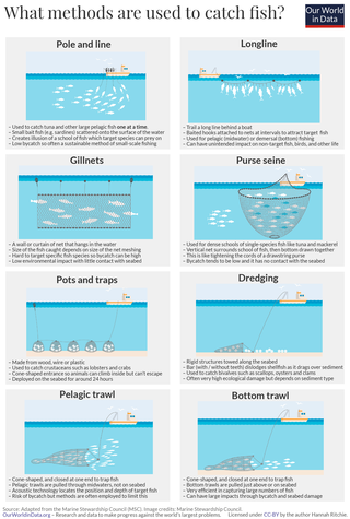 <span class="mw-page-title-main">Fishing techniques</span> Methods for catching sea creatures, especially fish