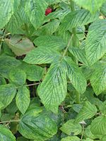 Virusziek blad van framboos Rubus idaeus "Schönemann"