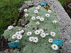 Helichrysum milfordiae.