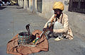 Charmeur de serpent à Jaipur (Inde) en 1991.