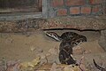 Indian rock python with clearly visible body pattern.