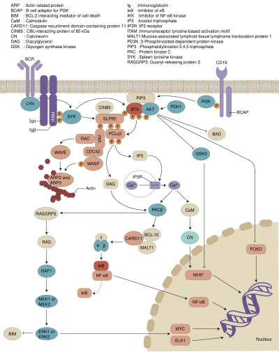 Involvement of BTK in B cell receptor signaling