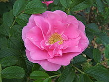 'Jens Munk' Jens Munk flower.JPG