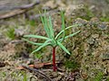 カラマツ属の発芽