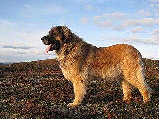 <span class="mw-page-title-main">Leonberger</span> Dog breed