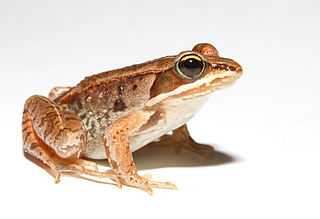 <span class="mw-page-title-main">Wood frog</span> Species of amphibian