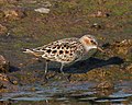 Tertuxa Calidris Minuta