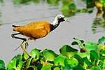 Madagascar Jacana.jpg