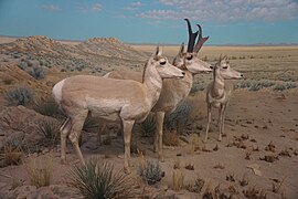 Milwaukee Public Museum March 2023 37 (The Great Plains, Wyoming, Pronghorn Antelope).jpg