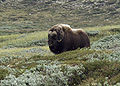 Muskox Ovibos moschatus moskusokse Moskusokse