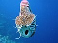 Nautilus belauensis seen from the front, showing the opening of the hyponome.