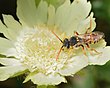 נומדה (Nomada basalis), זכר משחר על תגית, הכרמל